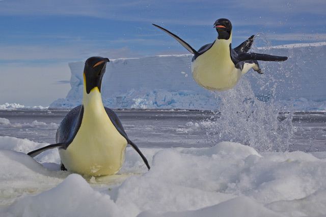 040_Paul-Nicklen-Canada-Frozen-moment