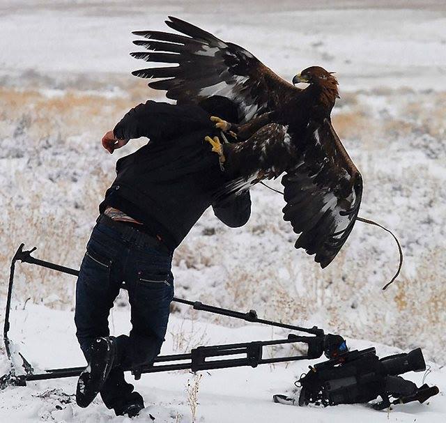 Site de rencontre entre animaux