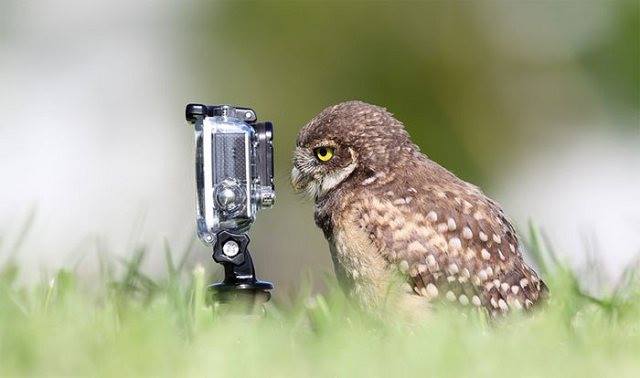 Site de rencontre entre animaux
