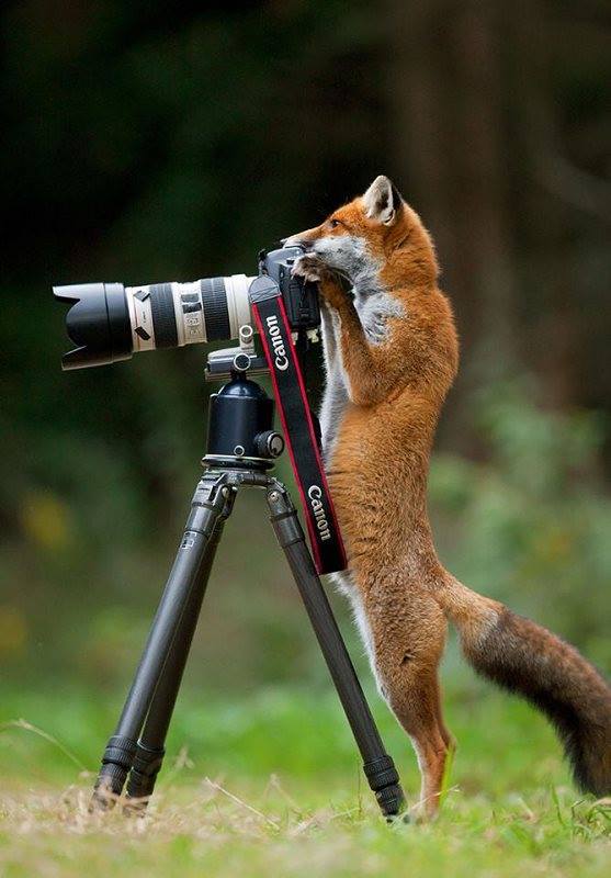 sites de rencontres amis des animaux