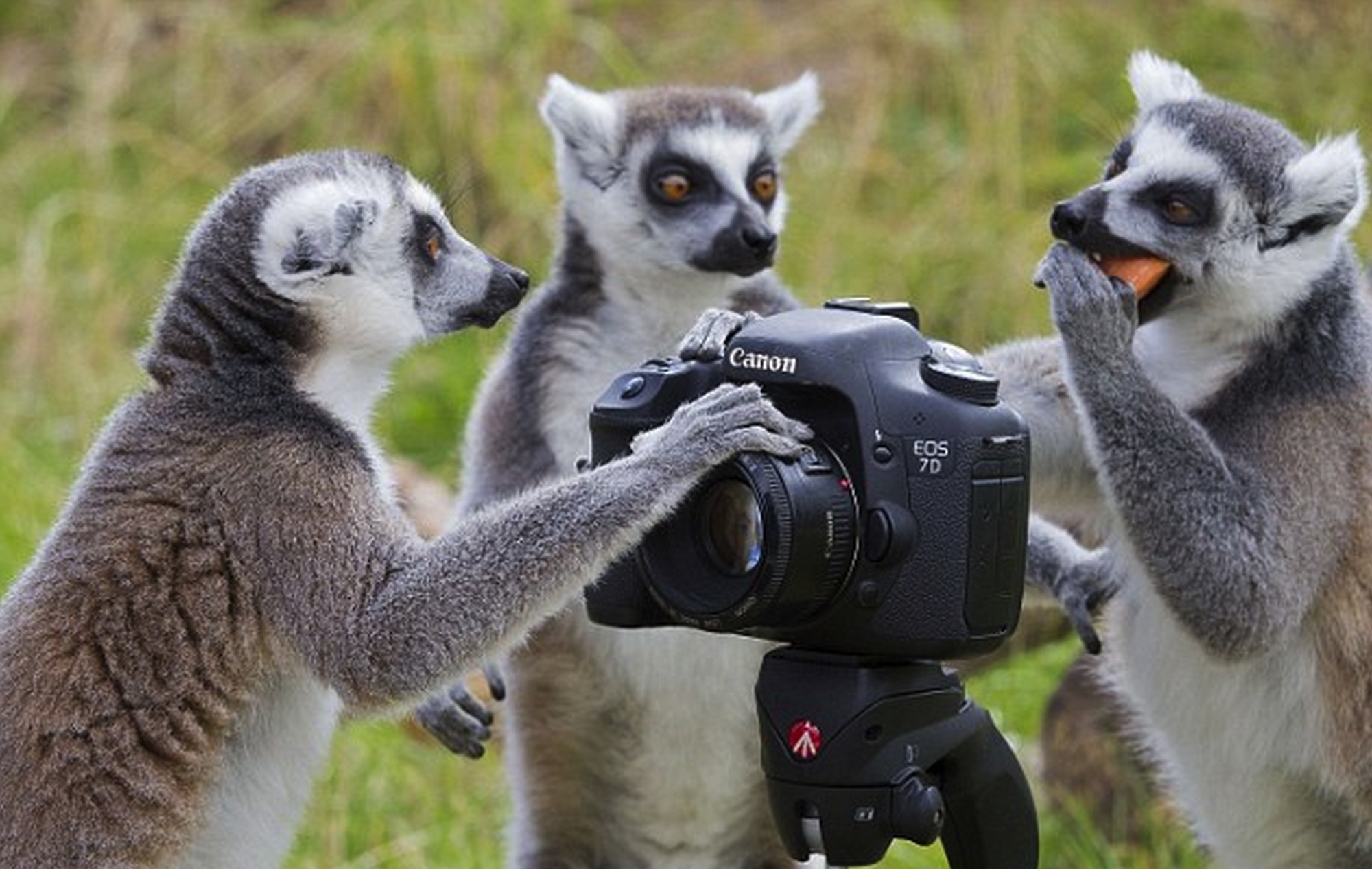 Site de rencontre entre animaux