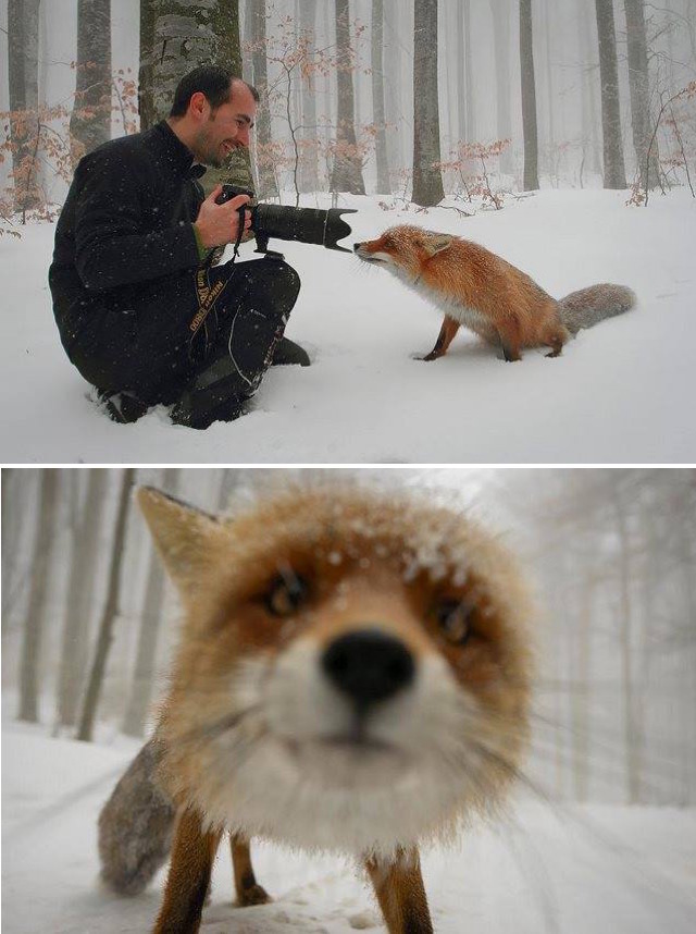Site de rencontre entre animaux