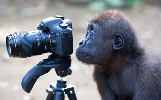Site de rencontre entre animaux